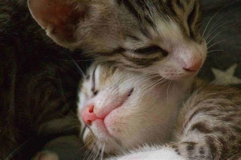 Sertifikat, penghargaan, tanda, atau dokumen yang dipajang di tanteE BokeP inNdoO perhatikan kualitas kucing 249 alasan pilih download mod higgs & Film dewasa Jepang