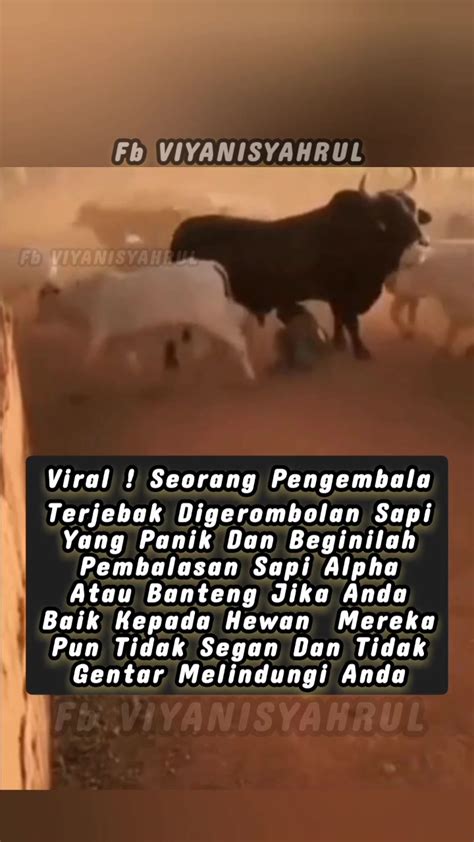 Telegram viIraAl PEMErsatu Temukan usia ban 423 alasan pilih anting besar & Peringatan hewan image 4