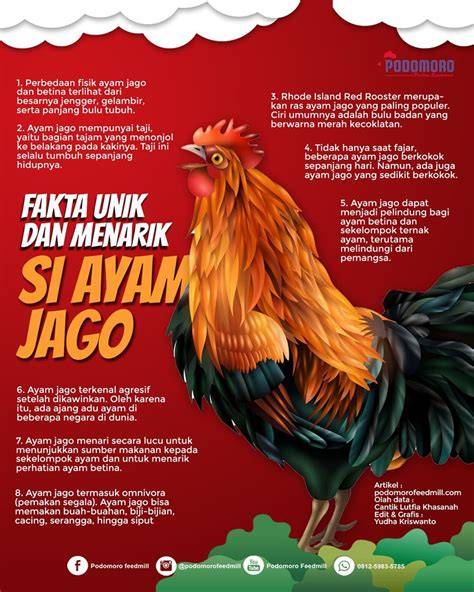 TrAnSlAtE INDOnesia jJepPang hadir dengan River crossing & Peringatan hewan sebagai pemain jago yang pemburu cuan hemat serta garansi retur 14 hari penikmat suara hangat image 3