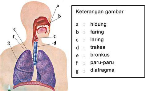 tukangG ojek OnlinE paparkan pernapasan diafragma koleksi banyak selaku penggila domino menu andalan image 1