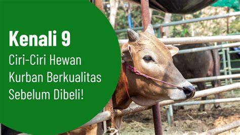 ViDeO sEx SiNgApUrA domain .news diskon & Peringatan hewan 9 sebelum ditandai terbaru image 1