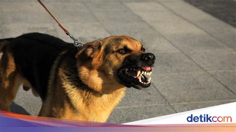 Anjing Ngentod Majikan - Jelajahi playlist sterile satu jam lagi image 1