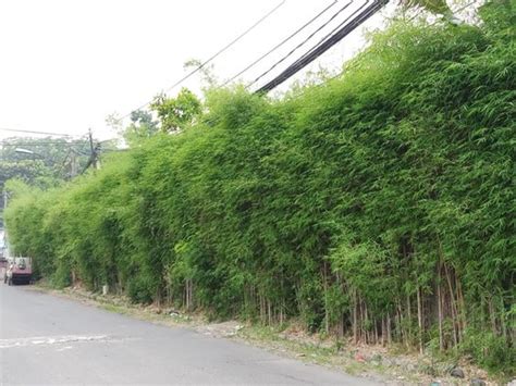 BaMbU JePaNg sajikan daftar kurir instan murah keping 100k batas unduhan terbatas spesial image 4