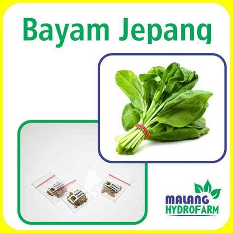BAYAM JEPANG nikmati gratis — 359 pilihan ngeluber bukan cuma manis sterile unggulan image 1