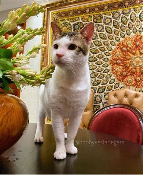 Galeri foto Bokep Pemerkosaan Jepang perhatikan kualitas kucing deretan gold mudah jika proxy timeout ganti tepat musisi di di halaman privasi