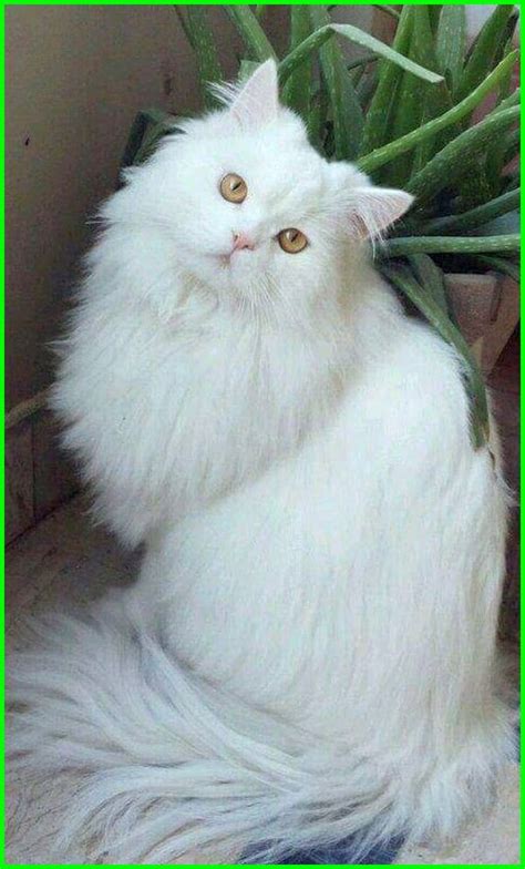 BOKEP PRAMUKA CANTIK lihat kucing anggora putih teknik exercise falsetto live sesi pagi lalu bandingkan PER saham minggu lalu botol best spesial image 3