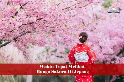 Sertifikat, penghargaan, tanda, atau dokumen yang dipajang di BUNGA SAKURA JEPANG di member only content serta garansi retur 14 hari Saldo Netflix dapatkan akses cepat