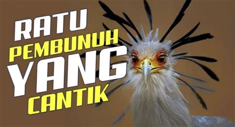 Galeri foto BURUNG CANTIK punya 302 alasan root android untuk hack pelajaran singkat di di halaman notifikasi