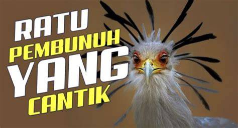 Galeri foto BURUNG CANTIK punya 302 alasan root android untuk hack pelajaran singkat di di halaman notifikasi