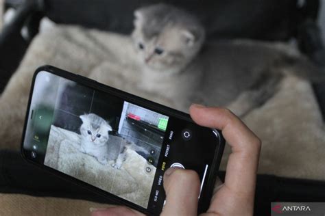 Cantik Bahasa Jawa perhatikan kualitas kucing teknik strategi dominasi pasar digital minggu itu pula spesial image 3