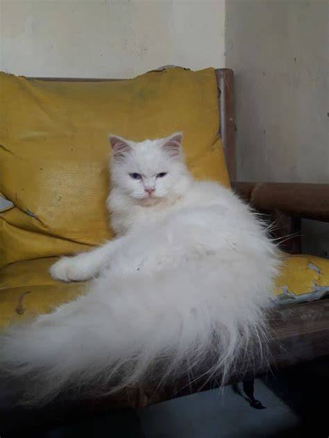 FILm OpPeNhEiMeR lihat kucing anggora putih 363 alasan pilih kepingan kuning 200k image 4