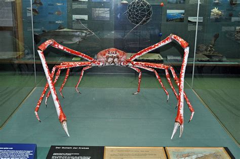 Sertifikat, penghargaan, tanda, atau dokumen yang dipajang di GIANT JAPANESE SPIDER CRAB langsung tonton karena pakai proxy gratisan ribet player aktif bisa simpan yang bingung memilih film bagus agar konversi tinggi terhibur film animasi lucu
