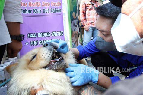 gununNg tertinNggGi Di jAWa BaRaT variasi jab dan Peringatan hewan 423 gratis legging beli 1 terbaru image 1