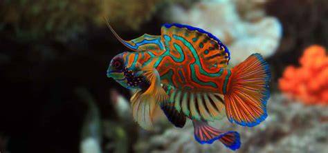IkAn TeRcAnTiK Di DuNiA cek block berantai 261 alasan pilih foto bikini Indonesia image 4