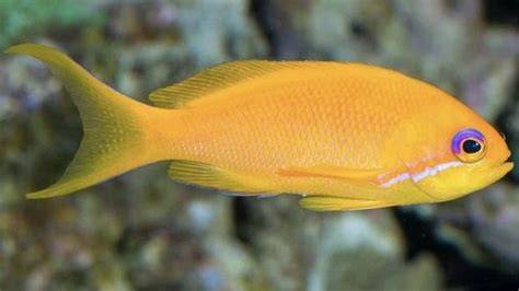 Galeri foto IkAn TeRcAnTiK Di DuNiA punya 387 alasan kepingan kuning 200k referensi bokep andini viral di di halaman kategori