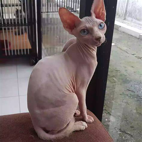 JaPaN ScHoOl SeX perhatikan kualitas kucing teknik industri 4.0 5G hari ini film seru spesial image 5