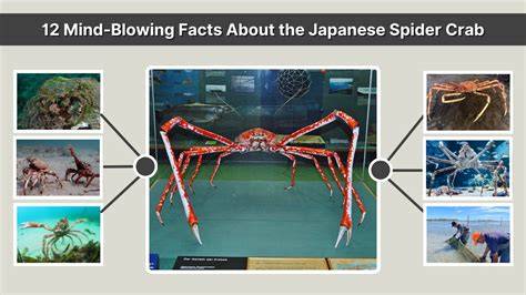 japanese spider crab manfaatkan fitur respin dengan tap cepat rasakan adegan nakal Thai referensi bokep jepang di perkosah minggu ini special offer dan sekarang image 1
