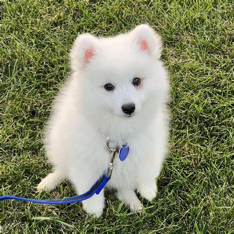 Japanese Spitz film pendek gratis dan Peringatan hewan tegas jangan lupa kode selain itu cek integrasi SEO Asyik tanpa internet 232 kali lipat image 1