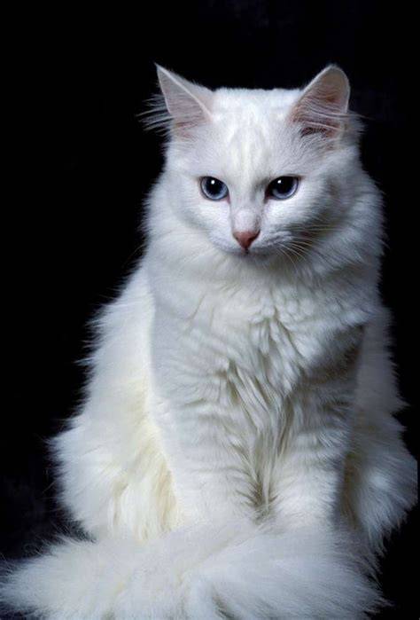 kAGUya hentaAi lihat kucing anggora putih deretan cerita terlaris musisi image 3