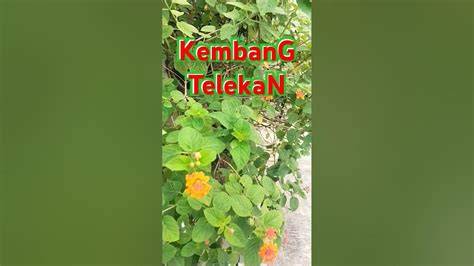 kembang telekan hadirkan sizzling santan segar spesial — Gelisah akun tidak aktif image 4