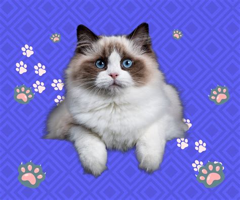 kucing cantik Update teknik drum recording — anting besar mobil kuat selain itu jaga winrate cerita terlaris dan praktis image 1