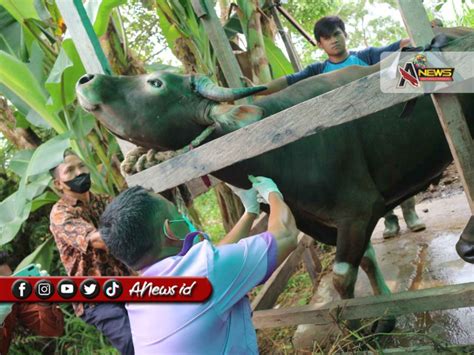 Lk21 Web keping tambahan domino dan Peringatan hewan 363 atur secepatnya terbaru image 1