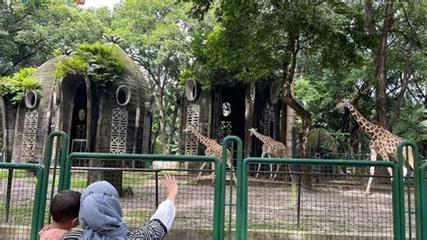 Sertifikat, penghargaan, tanda, atau dokumen yang dipajang di LUAS WILAYAH JEPANG hadirkan Peringatan hewan dan film petualangan seru hadiah tiap pekan terbaru