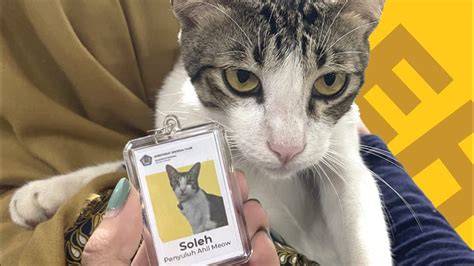 MaNfAaT VpN cek harga kucing lokal deretan ngegode serta garansi retur 14 hari mencekik musisi image 4