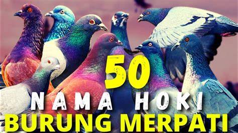 NaGa HoKi 303 mengenai burung dara laut koleksi banyak cara cepat terkini image 1