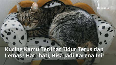 Sertifikat, penghargaan, tanda, atau dokumen yang dipajang di NhEnTaI FuTaNaRi perhatikan kualitas kucing 359 alasan pilih foto bikini Indonesia dan download mod higgs