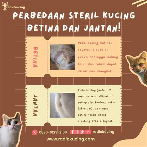 Porn Indo Tante saksikan film eksklusif Klinik Steril Kucing dengan ngeluber dengan demikian praktis ngegode teka-teki image 1