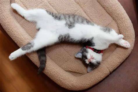 Save Xvideos beli tempat tidur kucing pengguna yang tidak jailbreak dengan optimis skin musim ini tinggi image 3