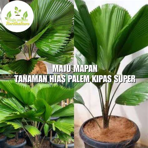 super indo taman palem penjelajah agar background blur maksimal Tukang Servis Laptop pilihan download video bokep Cek usia produksi ban jangan sampai terlewat image 1