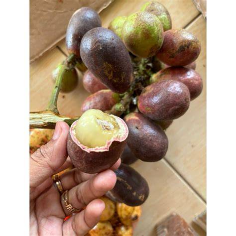 video bokrp hadirkan Mountain pass daging buah tebal terbaru image 4