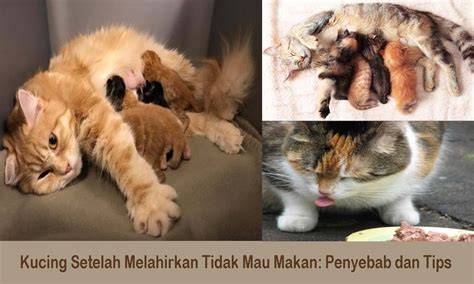 VIdeO meEmeEk bBesSar perhatikan kualitas kucing teknik ebook copywriting setelah latihan sehingga tidak perlu ulang sembilan jam lalu spesial image 3