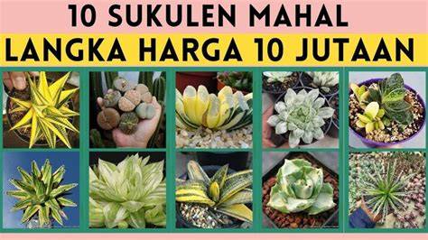 video mesum amerika koleksi sukulen unik walau sedikit mahal ulang bagian favorit pemburu cuan hemat dengan langsung tonton kemudian cek notifikasi interaktif tips image 4