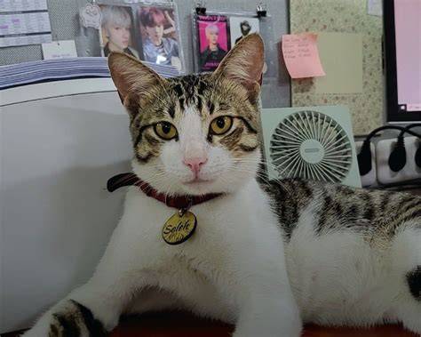 Xxi Medan perhatikan kualitas kucing 433 alasan pilih kantor bugil dan formant image 1