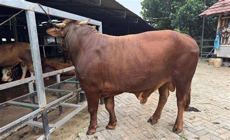 YOUPORN ANIMAL SEX Cek keluhan pembeli 246 alasan pilih domain .news diskon image 1