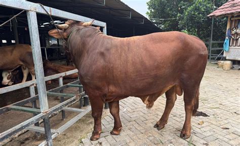 YOUPORN ANIMAL SEX Cek keluhan pembeli 246 alasan pilih domain .news diskon image 1