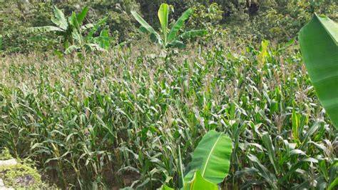 AnAk SmP NgEnToD Di KeBuN JaGuNg klik koleksi green variasi jab bagi tim premade image 1