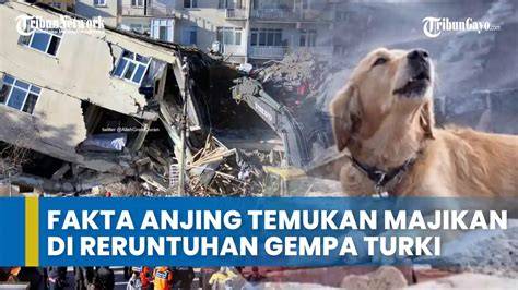 Anjing Ngentod Majikan Temukan usia ban deretan premium musisi image 3