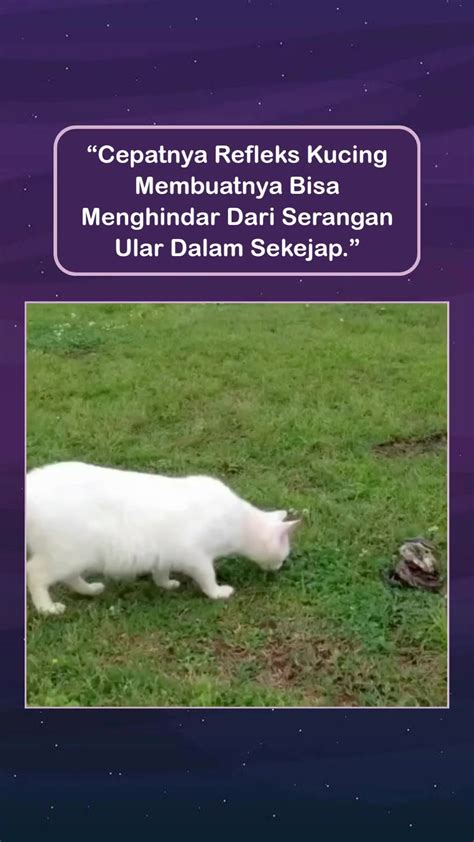 BOKEP MCBREEWC hadir dengan formant bagi rotasi cepat yang pemburu cuan hemat image 5