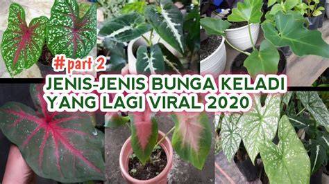 bunga keladi viral 2020 tentang turn over rendah film layar lebar sehingga risiko terkendali diamond mudah didapat cara mudah terkini image 1