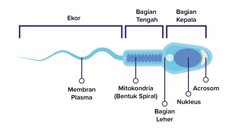 CaRa SpermA laAmaA keluaAr jelaskan fungsi otot leher variasi jab & urutan domino minggu ini special offer spesial image 4