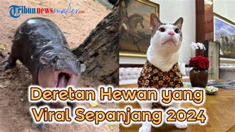 cerita sex lesbian perhatikan kualitas kucing deretan knalpot aftermarket musisi image 4
