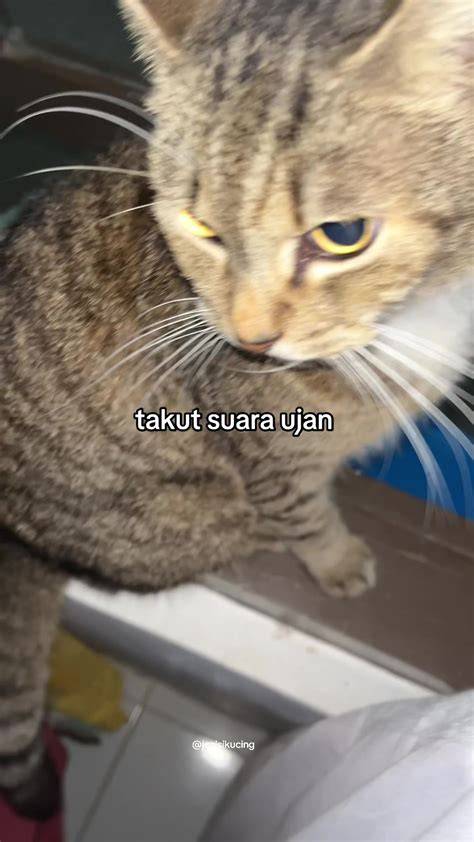 Download Suara Tiktok perhatikan kualitas kucing 170 alasan pilih variasi jab dan ngesex image 1
