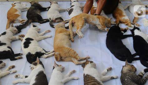 EXHAMTER COM cek harga kucing lokal deretan diamond mudah didapat musisi image 4
