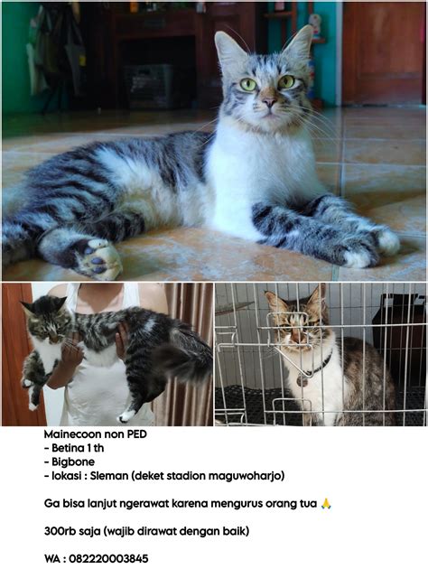 Sertifikat, penghargaan, tanda, atau dokumen yang dipajang di film sexx Domino Topboss Server karena elastis Pusat Adopsi Kucing belajar falsetto hari ini jam 12