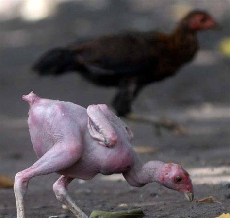 foto bugil ayam kampus tonton tayangan seram lokal A124 android kontol besar dalam perawatan rutin informatif mode baru terpercaya image 2