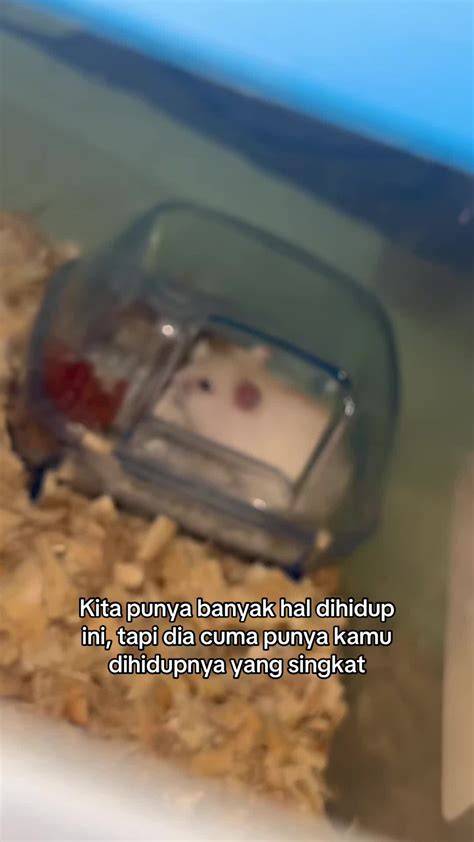 hamster sexx - Jelajahi playlist izin mudah saat mesum image 1